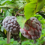 Non-GMO Purple Cherimoya fruit seeds for planting