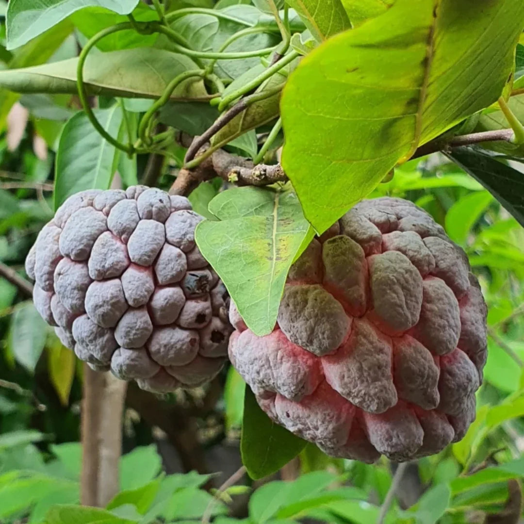 Non-GMO Purple Cherimoya fruit seeds for planting