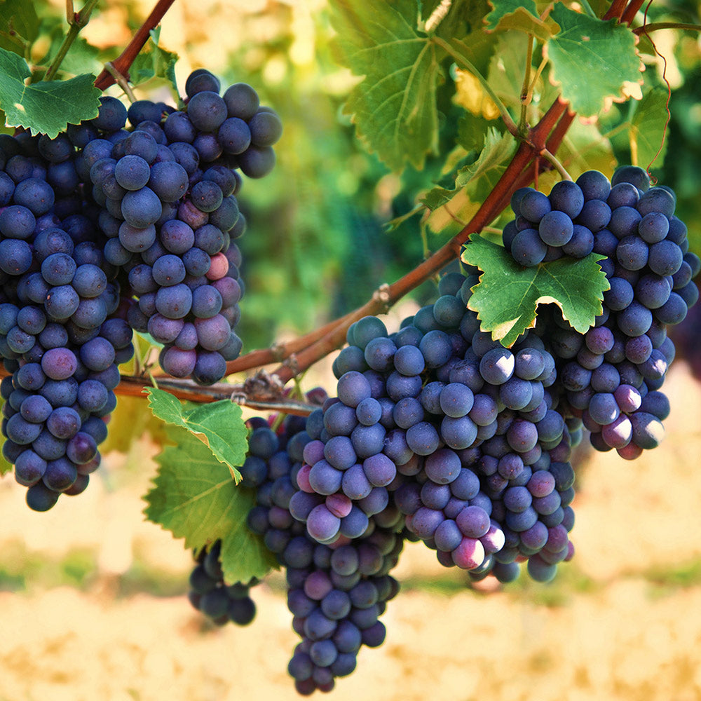 Non GMO purple grape seeds for home garden planting