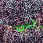 Non GMO Purple Finger grape seeds high quality seeds for growers