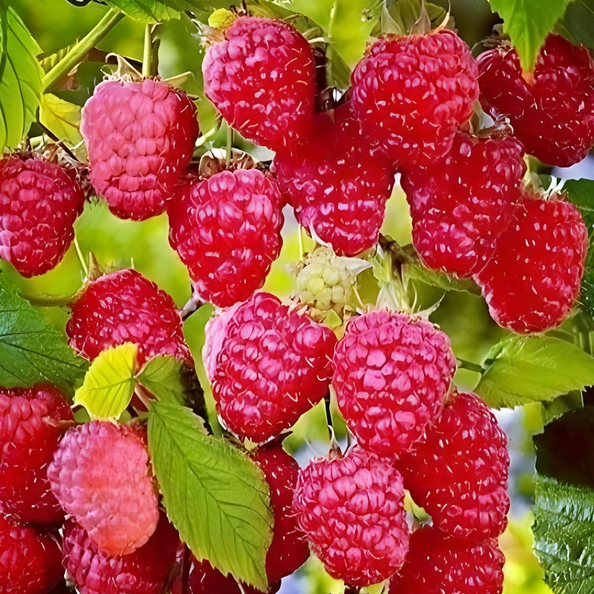 Brandywine Raspberry Color Brandywine Raspberry Seeds – Rubus idaeus Variety for Abundant Yield ...