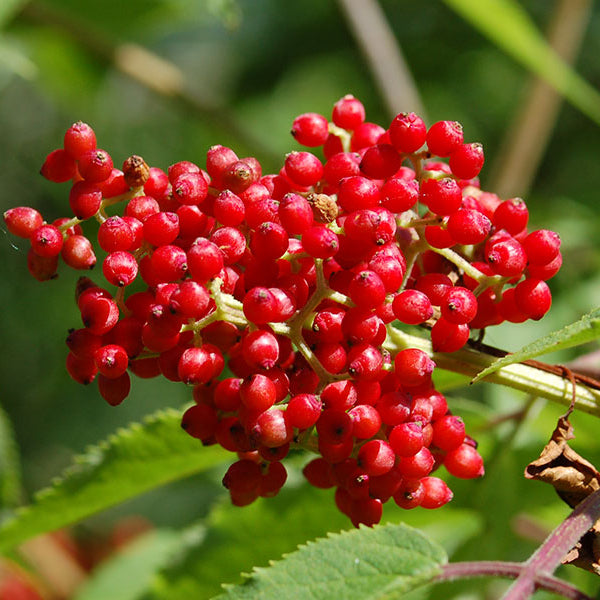 Non GMO red elderberry seed pack for gardeners