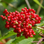 Non GMO red elderberry seed pack for gardeners