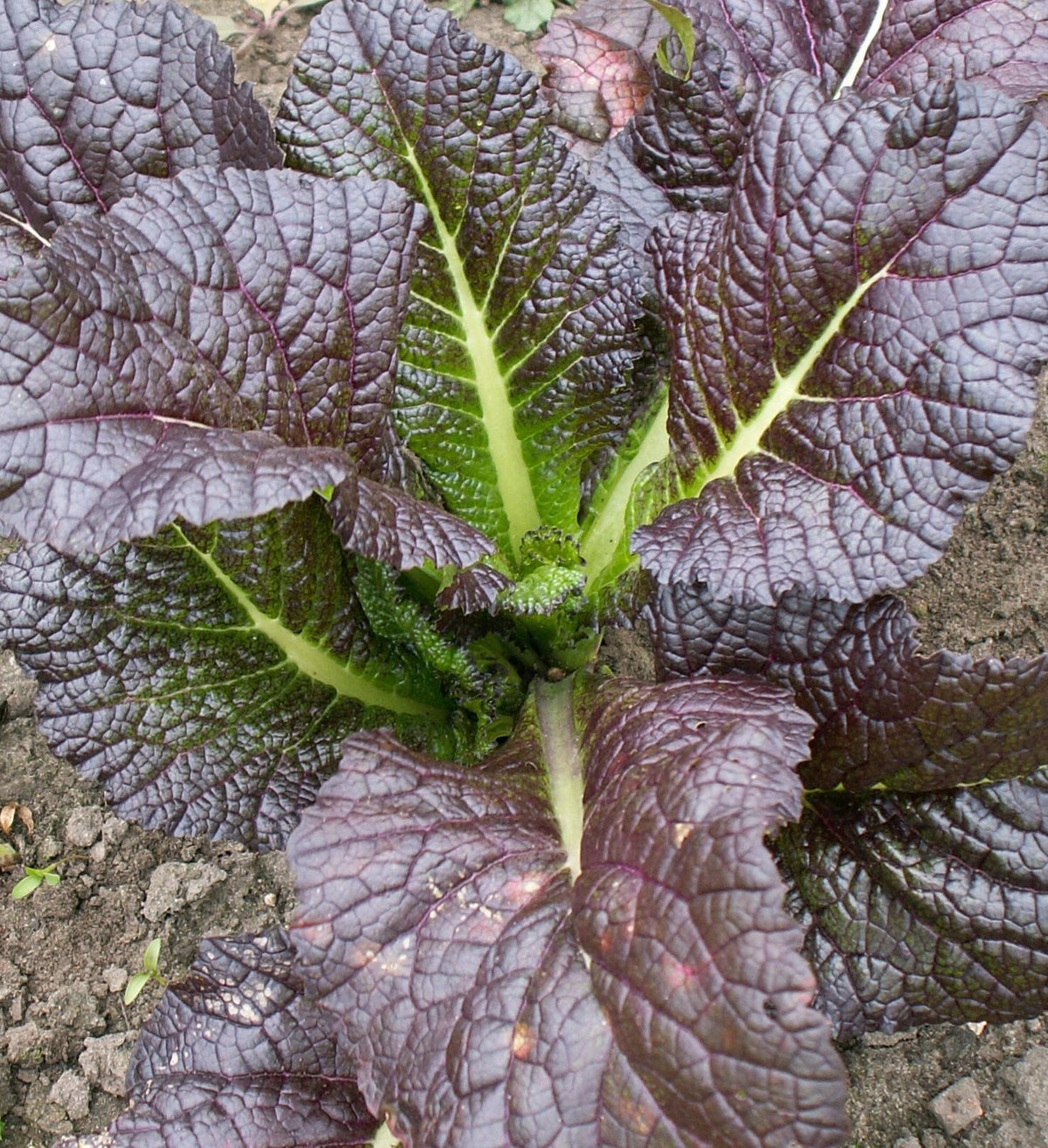 Non-GMO Red Giant Mustard Greens Seeds with planting guide