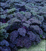 Non GMO redbor kale seeds for kitchen garden planting