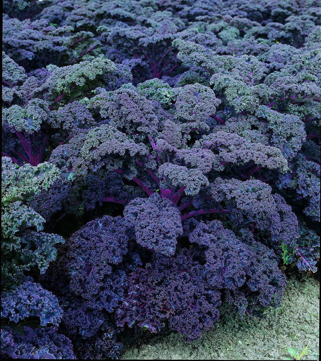 Non GMO redbor kale seeds for kitchen garden planting