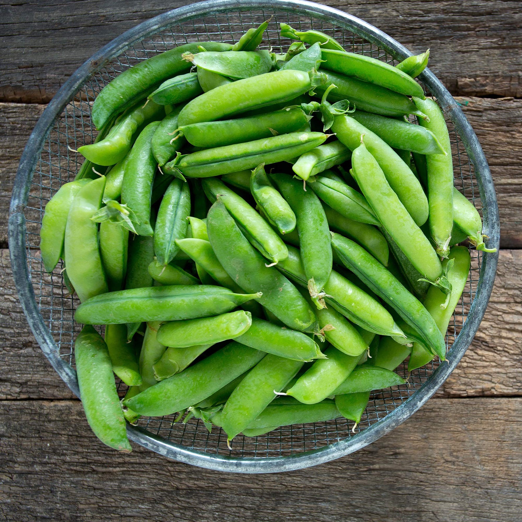 Non GMO snap pea seeds high yield cool season crop