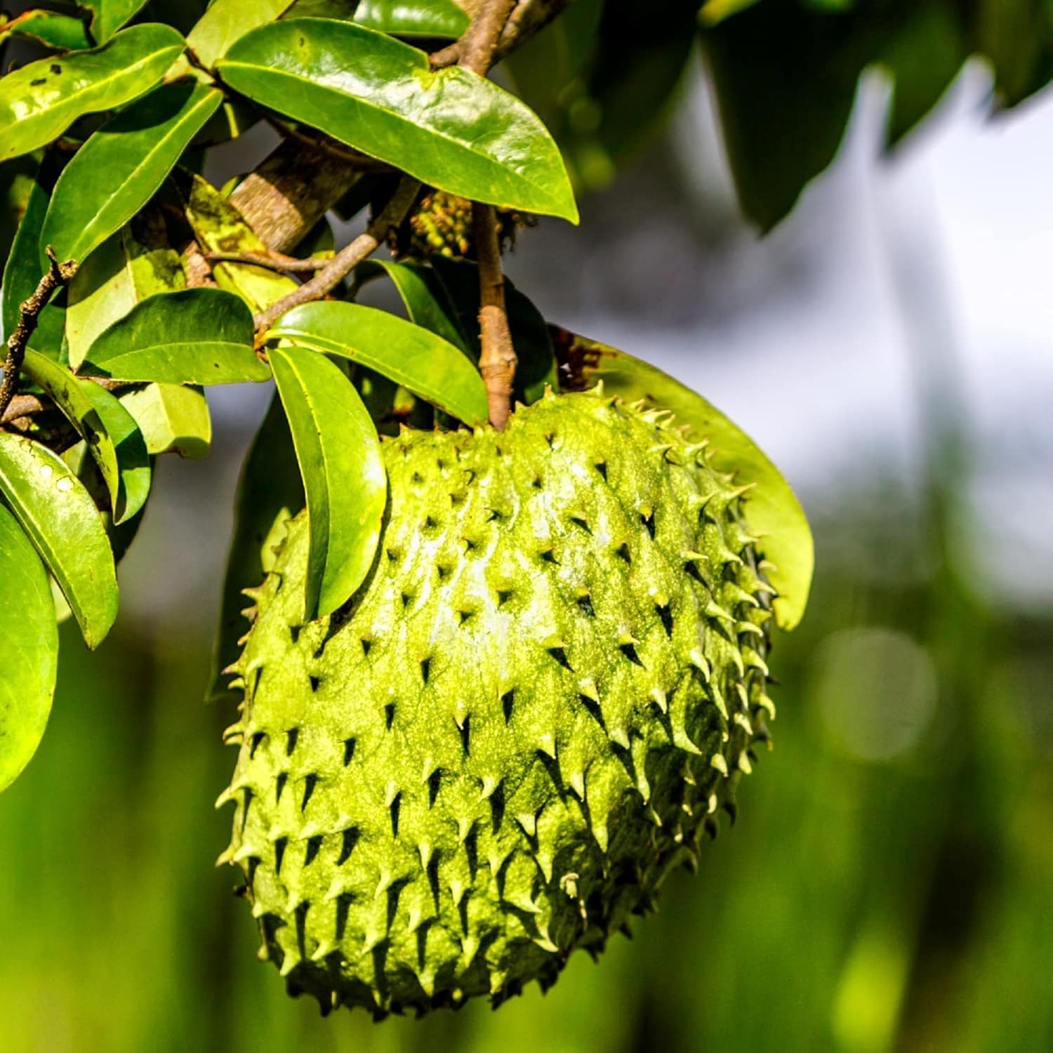 Non GMO soursop seeds ideal for gardening and home cultivation