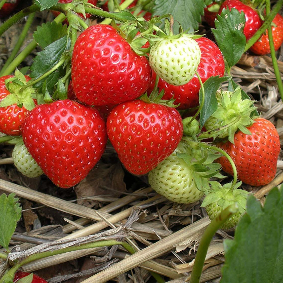 Non-GMO strawberry seeds for planting in home garden