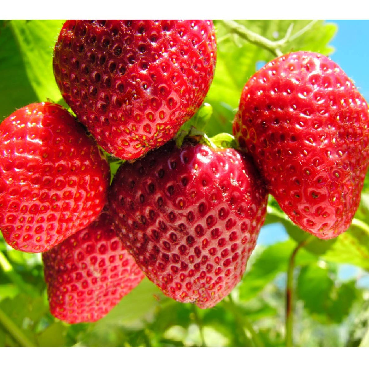 Non GMO strawberry seeds premium quality for planting