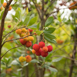 Non GMO Strawberry Tree Seeds for Edible Landscape