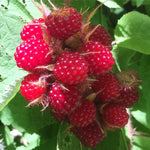 Non GMO Thimbleberry Seeds for Planting