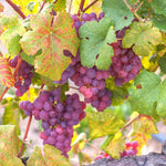 Non-GMO Vitis Vinifera seeds for gardeners