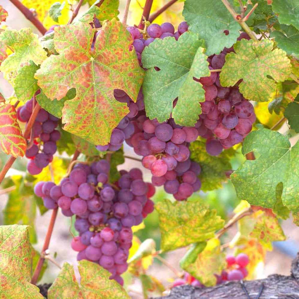 Non-GMO Vitis Vinifera seeds for gardeners