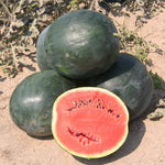 Non GMO Black Diamond watermelon seeds for planting