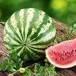 Non GMO Citrullus Lanatus watermelon seeds for growers