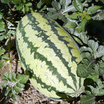 Non GMO Triple Crown watermelon seeds for backyard gardeners