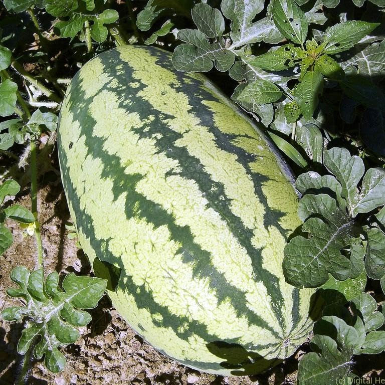 Non GMO Triple Crown watermelon seeds for backyard gardeners