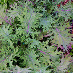 Non-GMO White Russian kale seeds for raised bed gardening