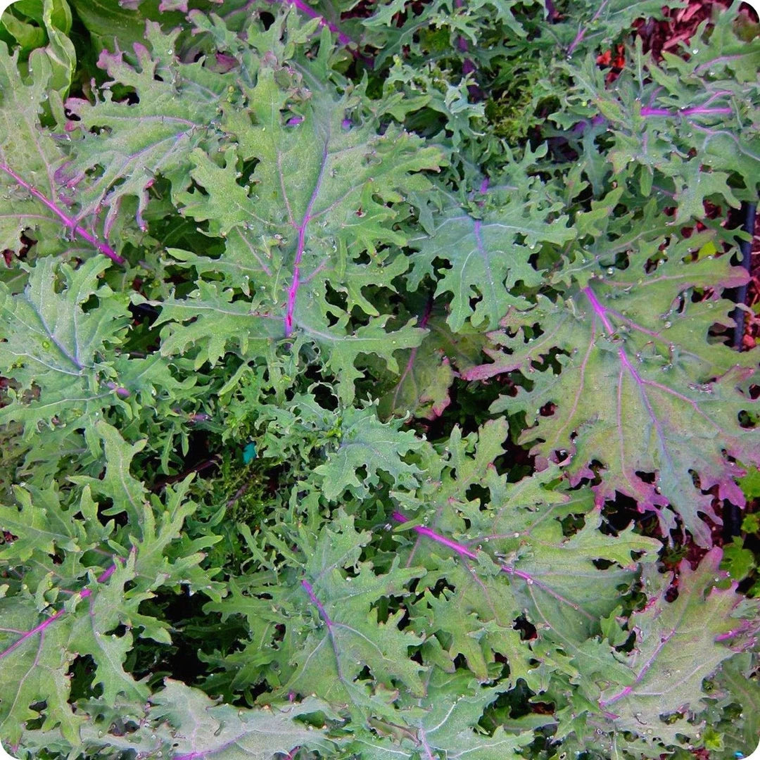 Non-GMO White Russian kale seeds for raised bed gardening