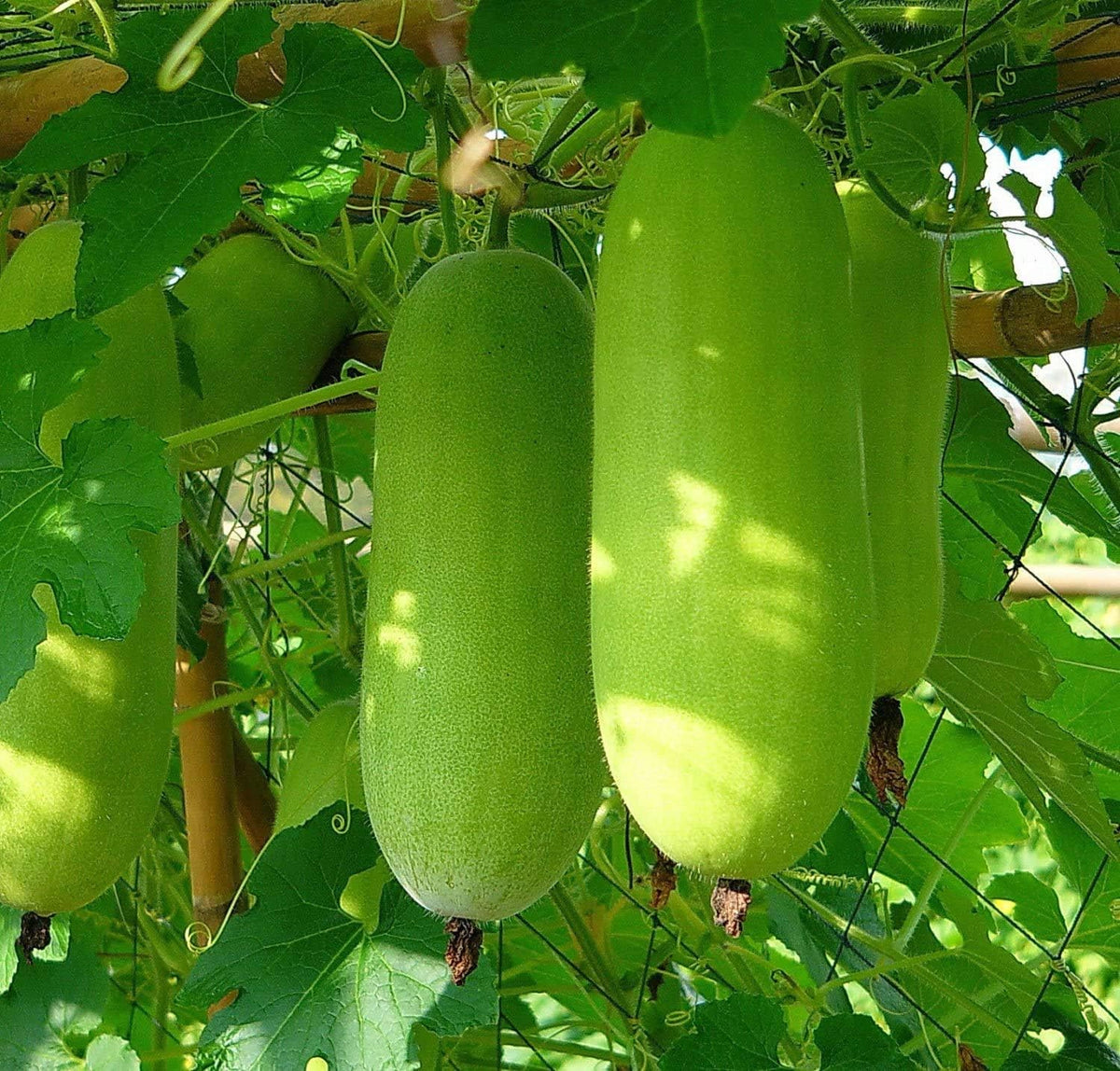 Non-GMO Benincasa Hispida winter melon seeds with high germination