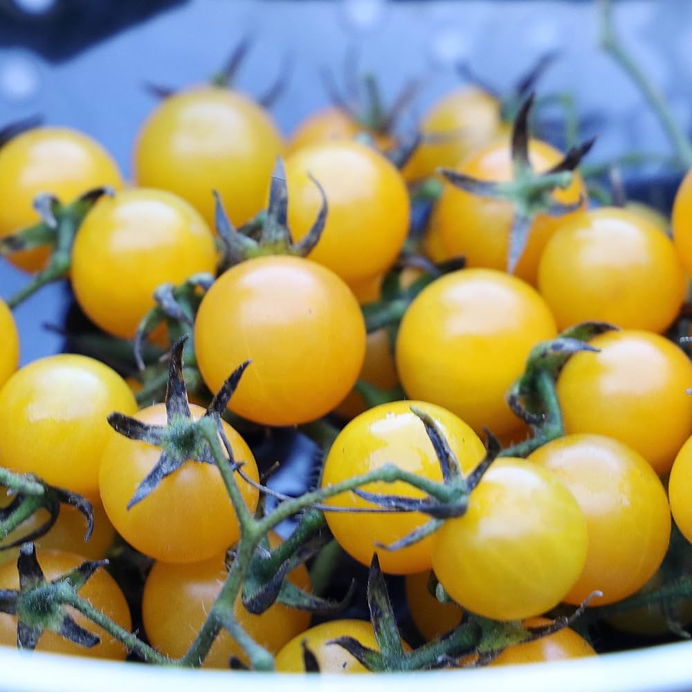 non gmo yellow grape tomato seeds for outdoor garden beds