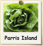 upright compact Parris Island Romaine Lettuce﻿ with bright green crinkled leaves