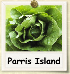 upright compact Parris Island Romaine Lettuce﻿ with bright green crinkled leaves