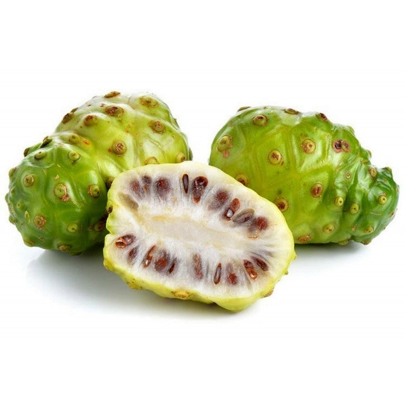 Noni (Morinda citrifolia) Seeds