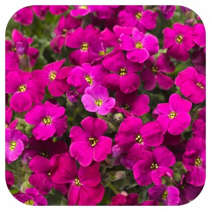 Pink Aubrieta Plant Seeds for Planting - 100 seeds for planting in home garden