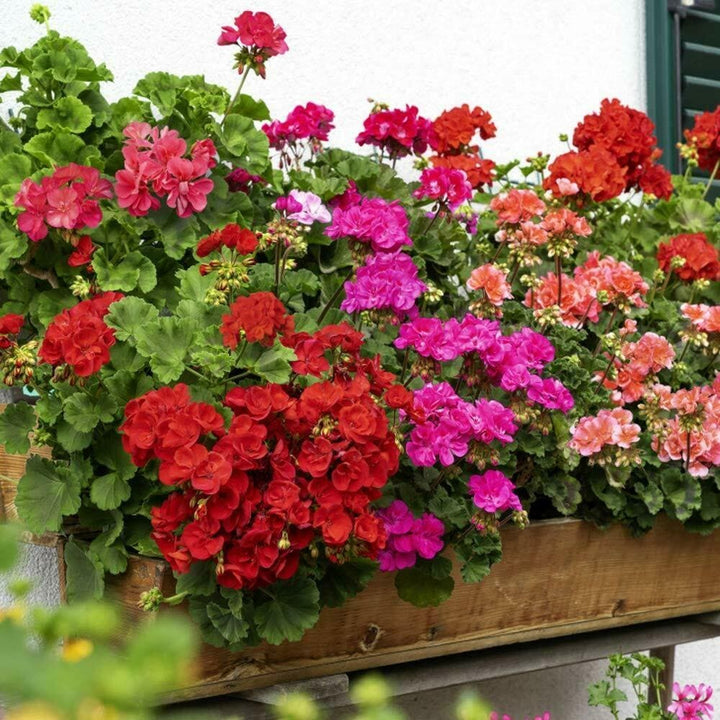 Mixed-Leaf Geranium Heirloom Non-GMO Planting Seeds