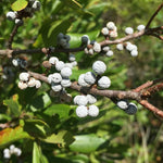 Northern Bayberry seeds for drought-tolerant landscape plants