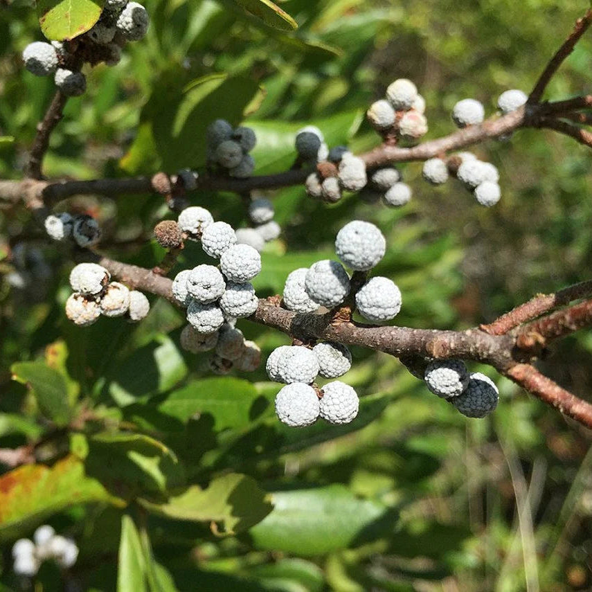 Northern Bayberry seeds for drought-tolerant landscape plants