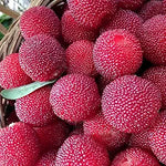 Northern Bayberry shrub seeds for native landscape restoration