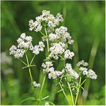 Northern Bedstraw Wildflower Seeds – Hardy Groundcover for Natural Gardens - Dharaseeds