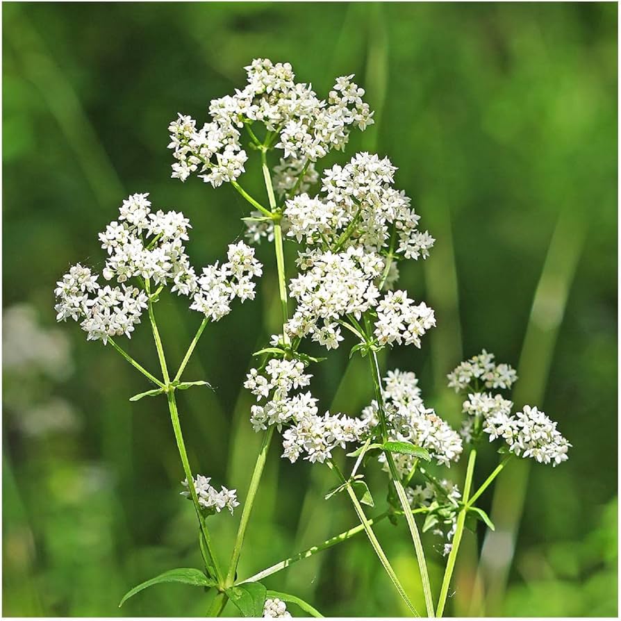 Northern Bedstraw Wildflower Seeds – Hardy Groundcover for Natural Gardens - Dharaseeds