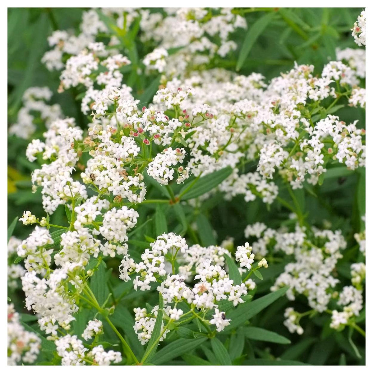 Northern Bedstraw Wildflower Seeds – Hardy Groundcover for Natural Gardens - Dharaseeds