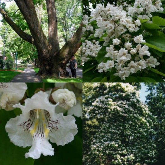 Catipula Tree Northern Catapula Tree Seeds – Unique Cold-Hardy Tree with Ornamental ...