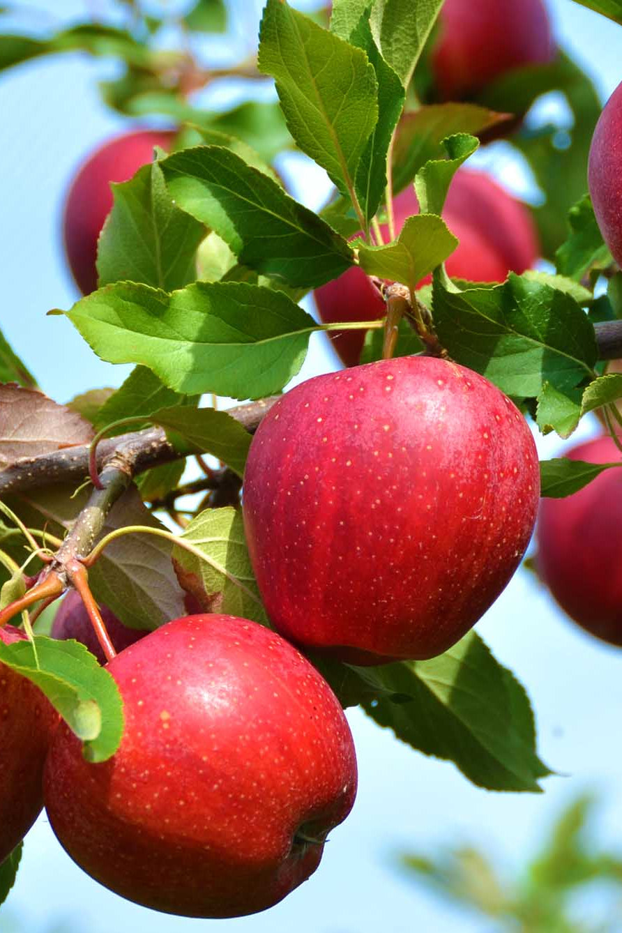 Northern Spy Apple (Malus domestica) Seeds