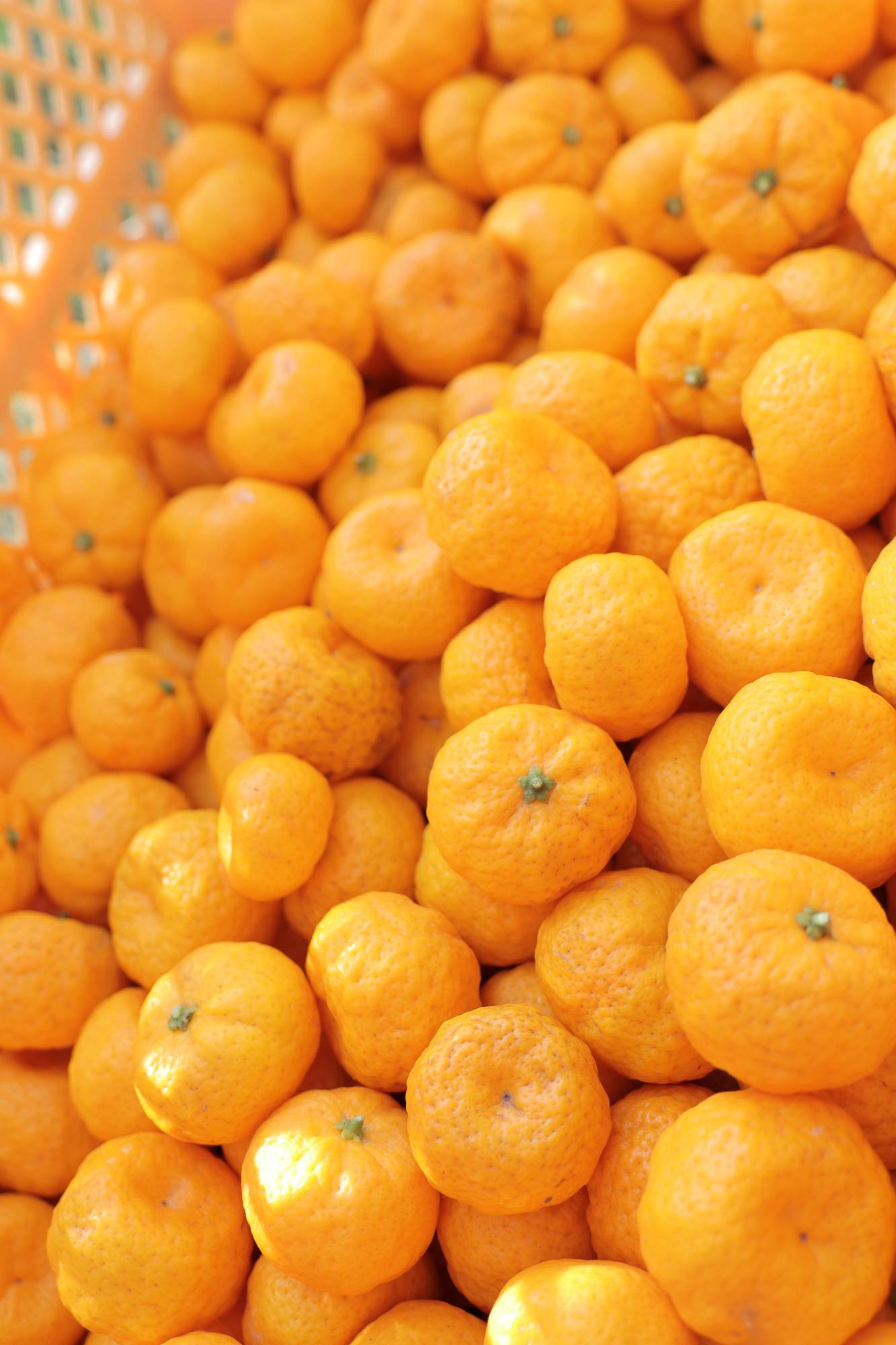 Tachibana Orange – A Rare Japanese Citrus with Unique Sweetness