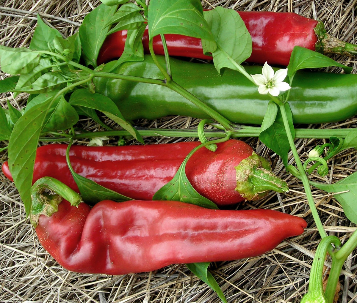 Numex Big Jim Hot Pepper Seeds – Mild Giant Chili for Roasting & Stuffing - Dharaseeds