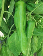 Numex Big Jim Hot Pepper Seeds – Mild Giant Chili for Roasting & Stuffing - Dharaseeds
