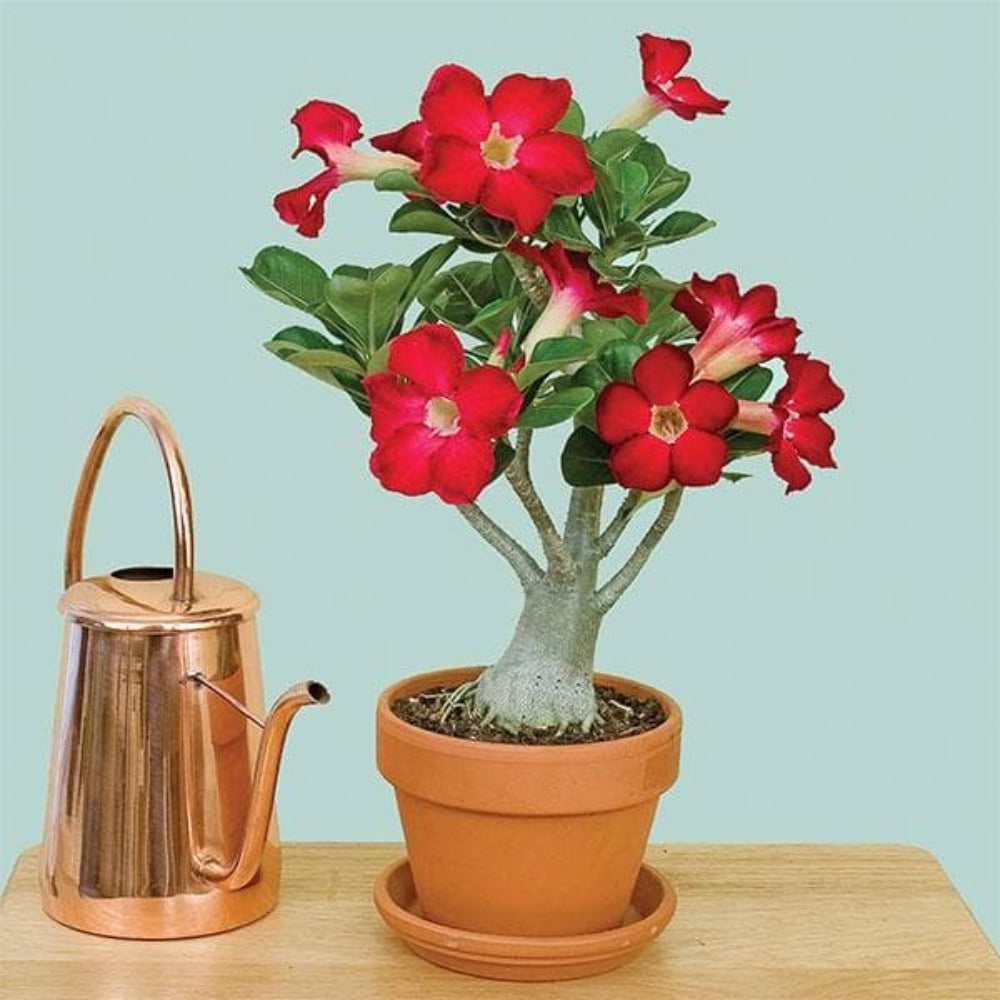 Desert Rose Seeds Pink Diamond' – Adenium Obesum Bonsai Plants