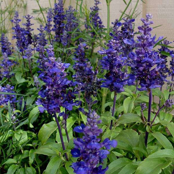 Heirloom Non-GMO Blue Viola Mandshurica Flower Seeds for Planting – Rare Blooming Flower Seeds