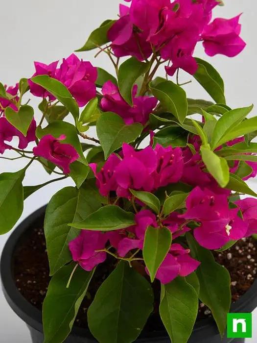 Pink Bougainvillea Plant Seeds for Planting – NON GMO Seeds Dhara Seeds