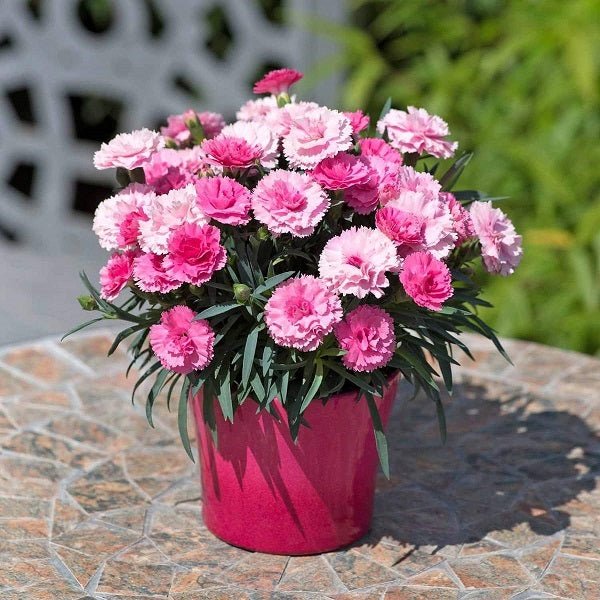 Pink Carnation Seeds – Elegant Fragrant Blooms for Bouquets & Edging