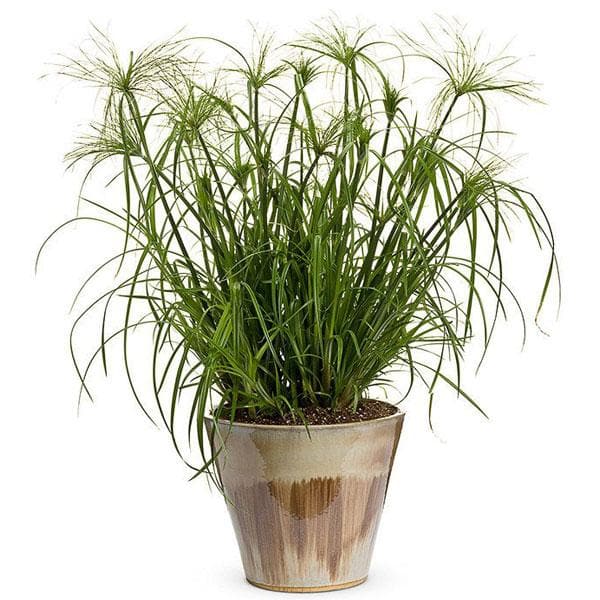 Green Cyperus Plant Seeds for Planting-Unique Garden and Aquatic Decor – Fresh Herb for Your Garden