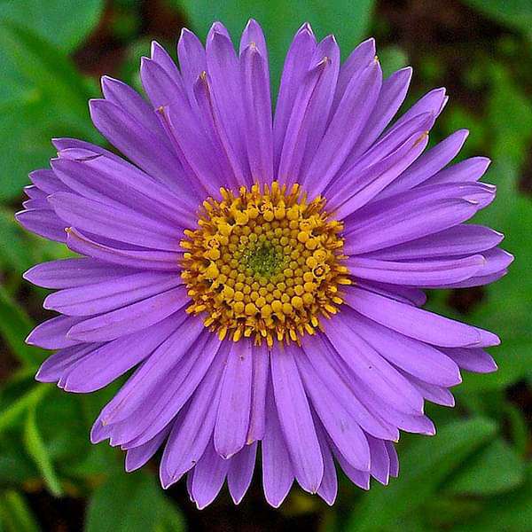 Aster Purple Rainbow Chrysanthemum Perennial Flowering Seeds For Planting