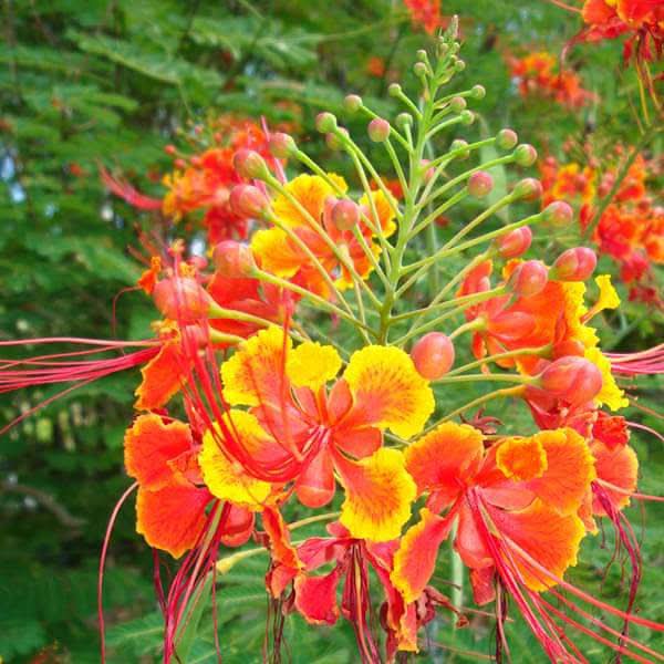 Caesalpinia Flower Seeds for Planting