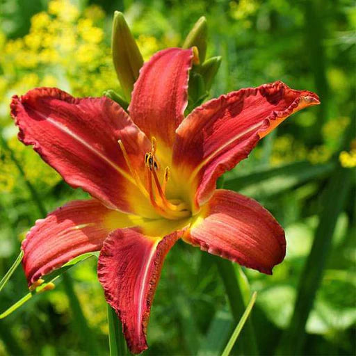 Tawny Daylily Mixed Colors Hybrid Hemerocallis Flowering Seeds For Planting